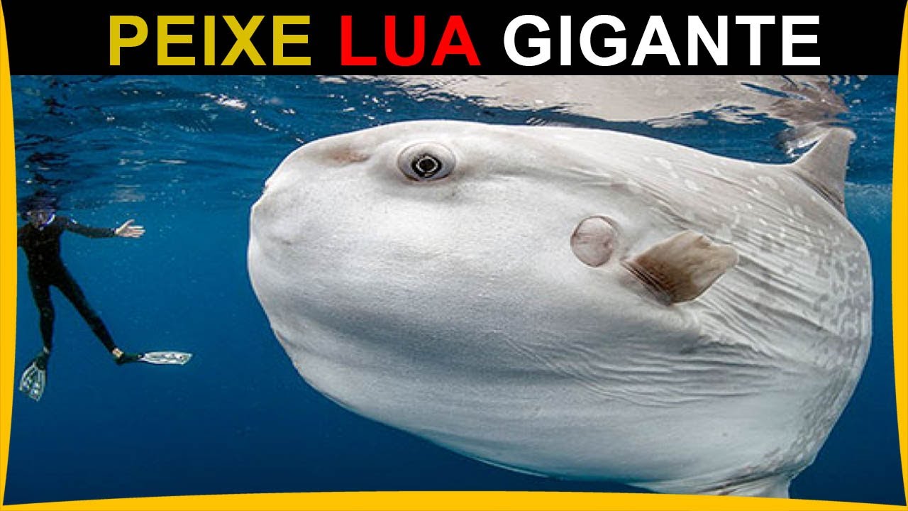 PEIXE LUA - O Peixe Ósseo Mais Pesado do Mundo