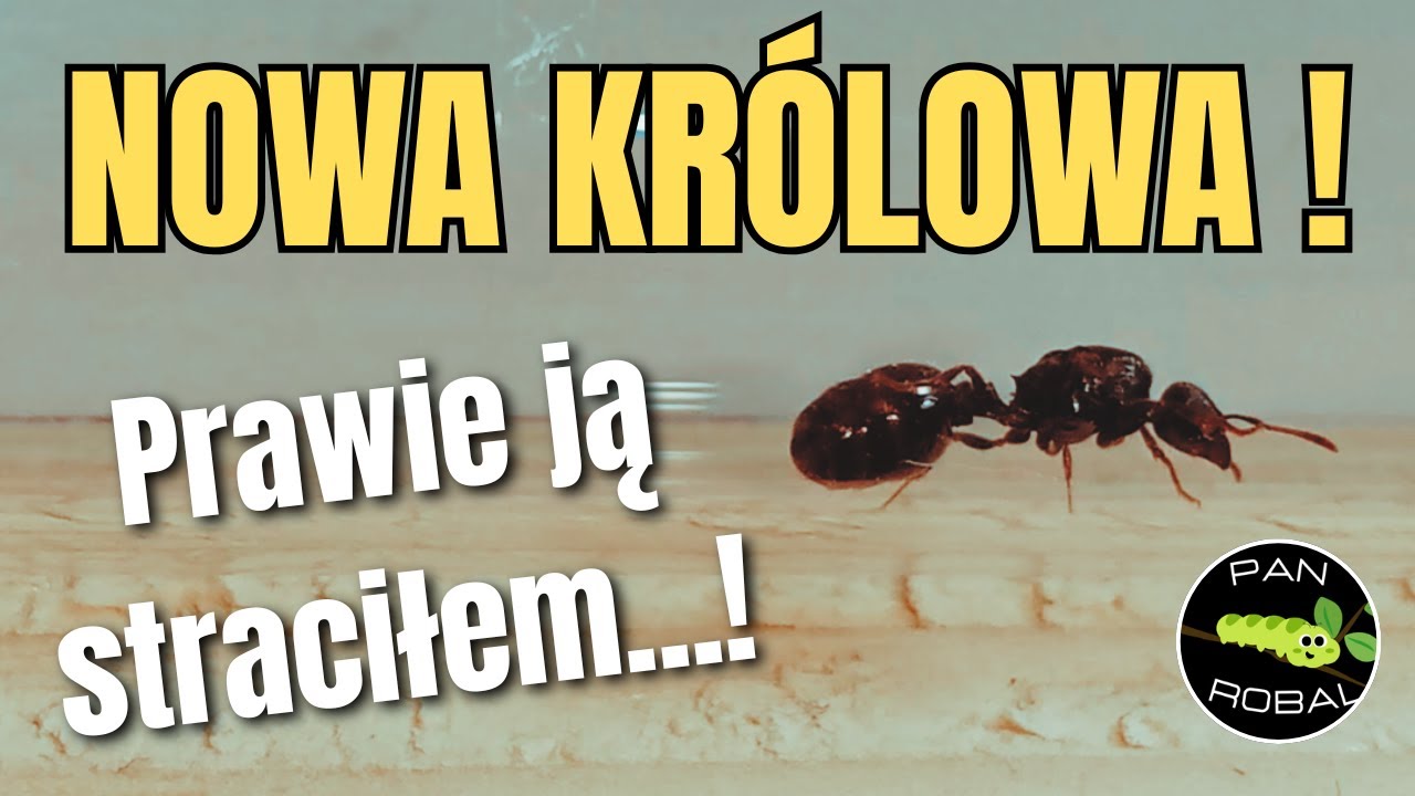 Nowa królowa Tetramorium! 👑 Mrówcze ogłoszenia i mały dramat w probówce 🐜💥