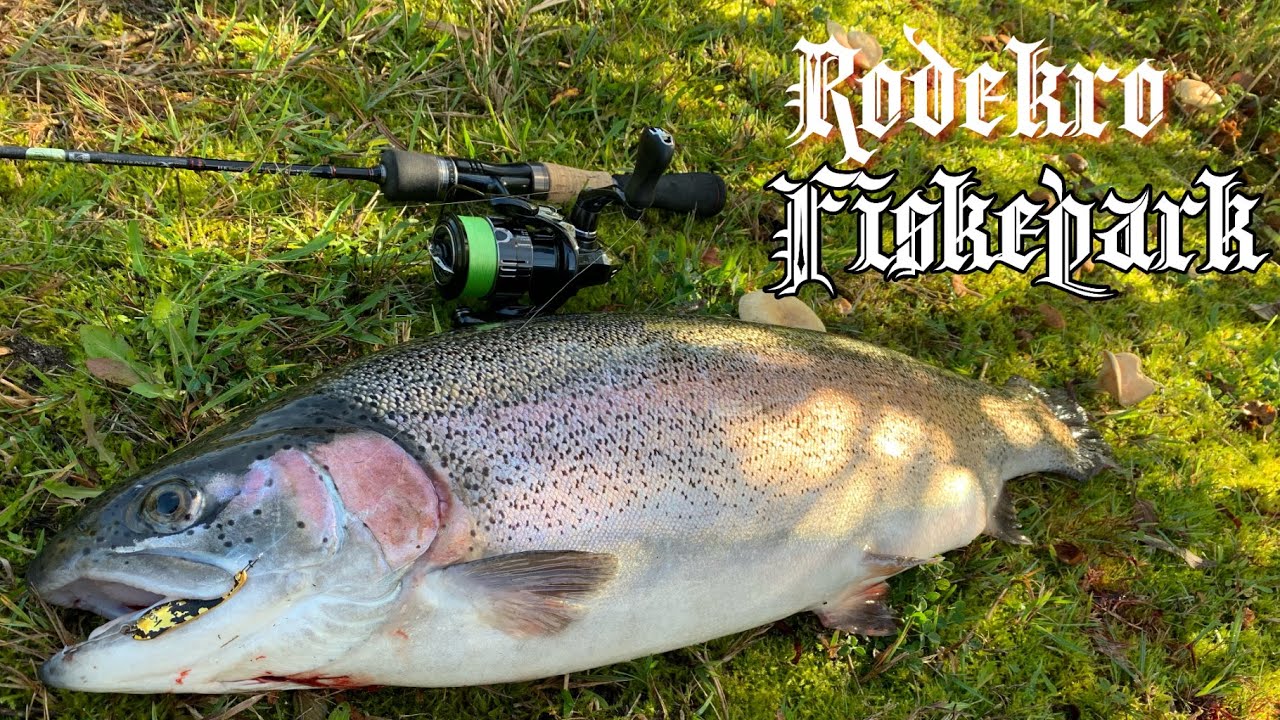 Rødekro Fiskepark  4 kg fiske