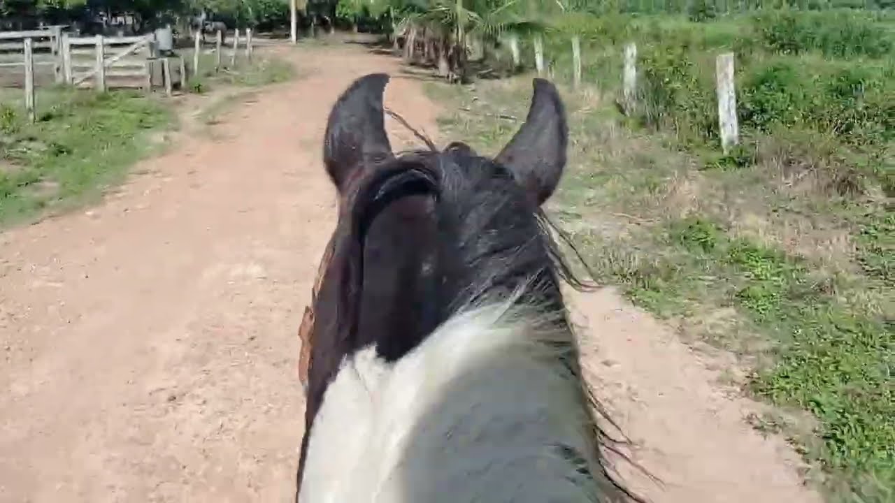 Um pouco da nossa tarde com os cavalos 