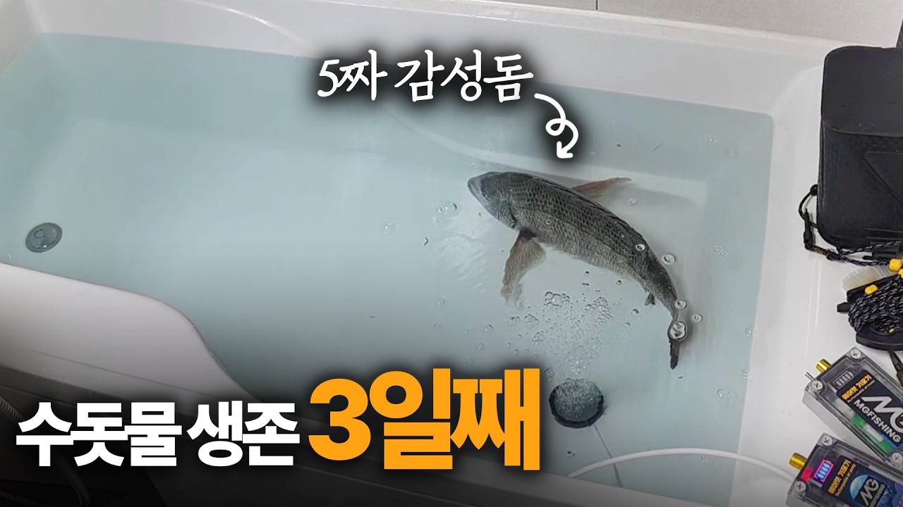 초싱싱 바닷고기 활어 보관법 ... 원도에서 낚은 감성돔을 400km 공수해서 아파트 수돗물에 3일간 살려보자!