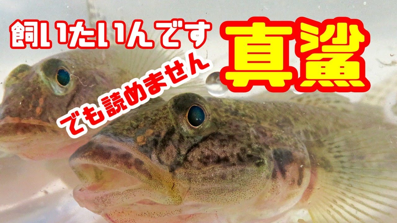 【アクアリウム】マハゼの飼い方を知りたいから調べてみた-隅田川のハゼは北区まで上ってくるって？！/水換えの出来ない河川にたまった硝酸はどうなるのか-自然界の窒素還元について天ぷらを揚げながら理解する