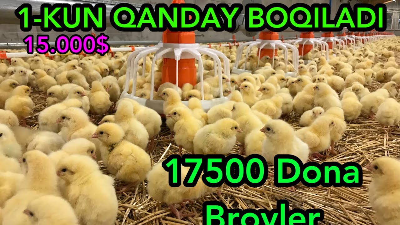 BROYLER CHOJALARI 1-Kun  Qanday boqish (1-video) Как вирашеват бройлер первый день #broyler #бизнес