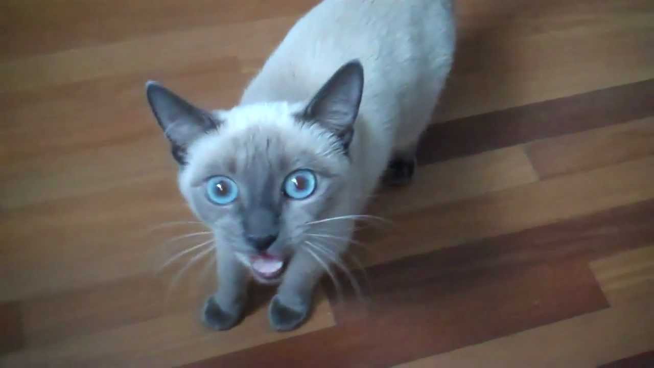 Noisy Blue Point Siamese Cat 