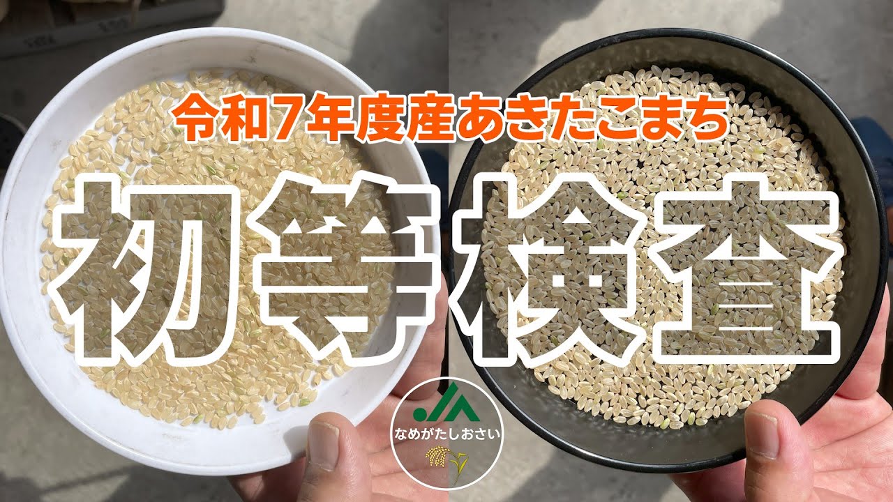 令和７年産米「あきたこまち」の初等検査
