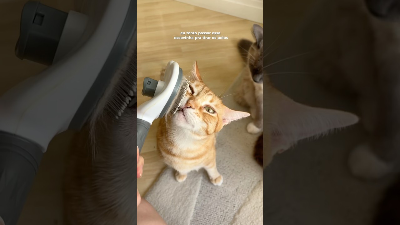 A rotina di&aacute;ria de uma gateira com 5 gatos, sim eu sou s&uacute;dita deles! 🐈 #cat #pets #gatos #life