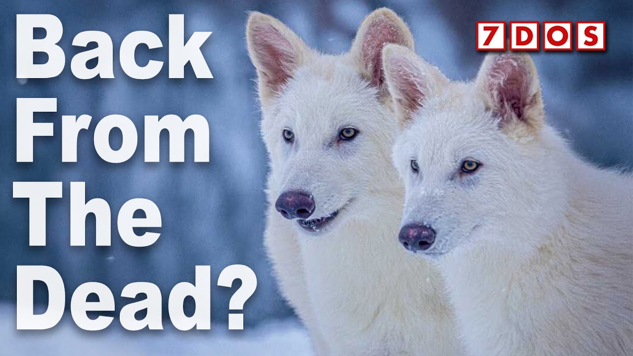 Have Dire Wolves Been Brought Back From Extinction?