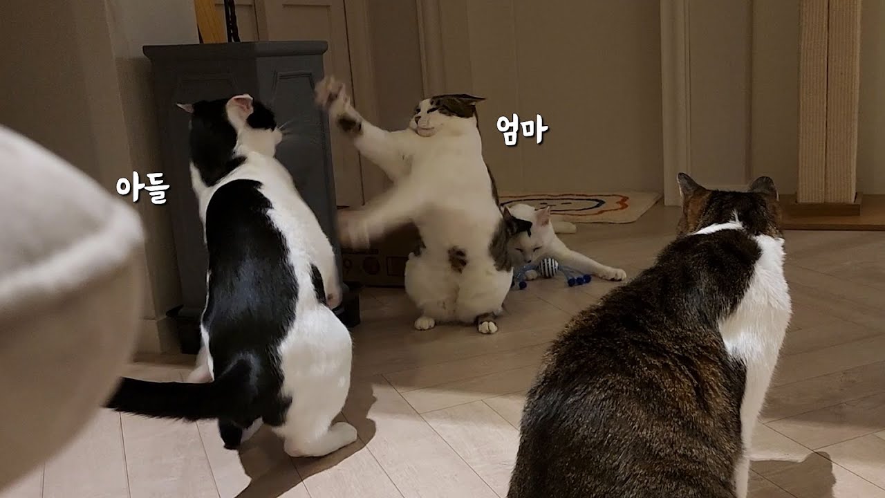 그 엄마의 그 아들 고양이는 우리 집 빌런이다
