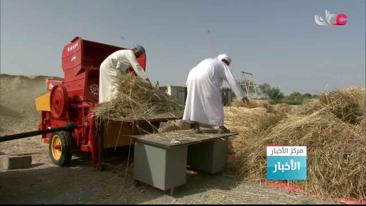 محصول القمح بولاية منح يبشر بإنتاج وفير