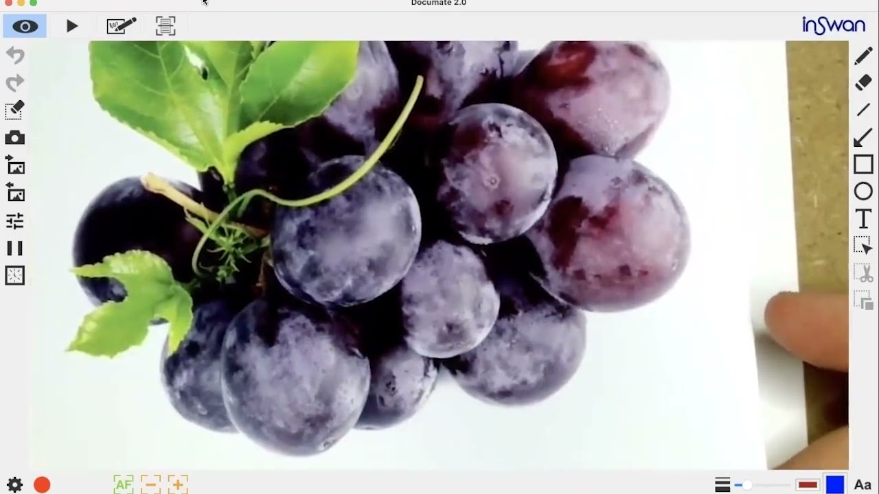 Color Pencil Rendering of Grapes
