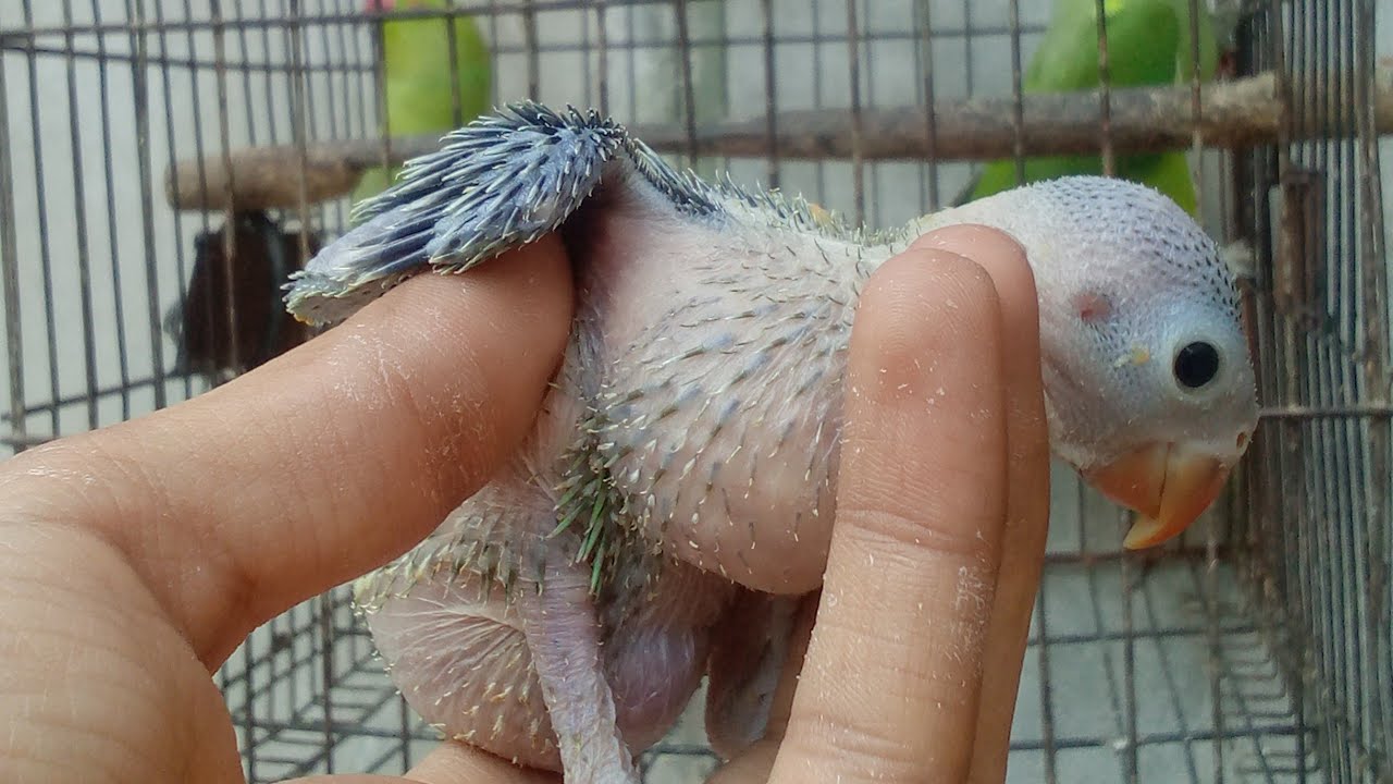All birds information & how to feed ringneck parrot chick | baby parrot feeding