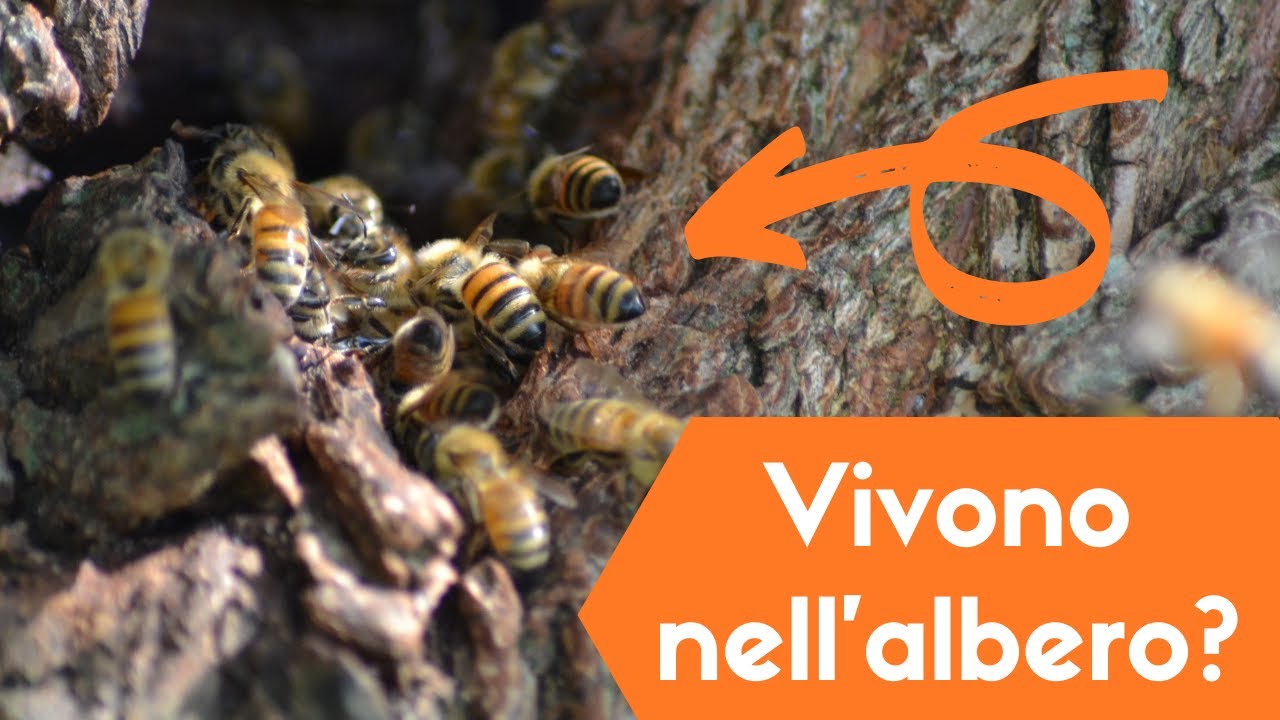 Alla ricerca di api mellifere selvatiche in natura!