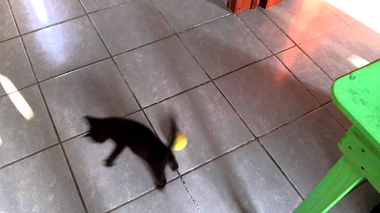 Gato negro jugando