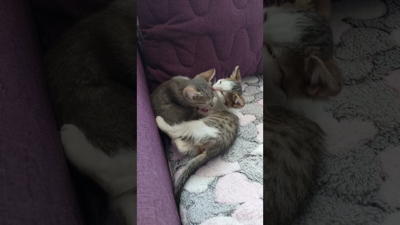 котятки сестрички 