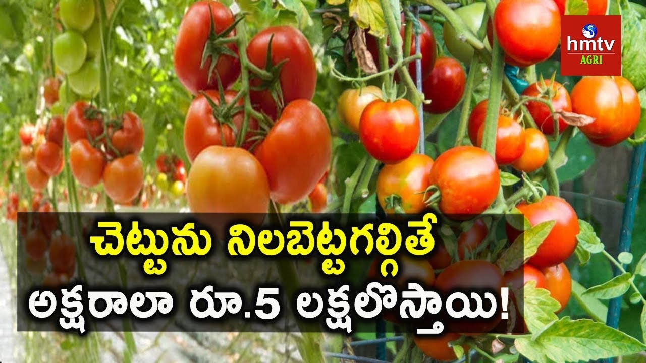 టమాటో సాగులో నిలువు పందిరి పద్దతి | How to Grow Tomatoes in Staking System | hmtv Agri