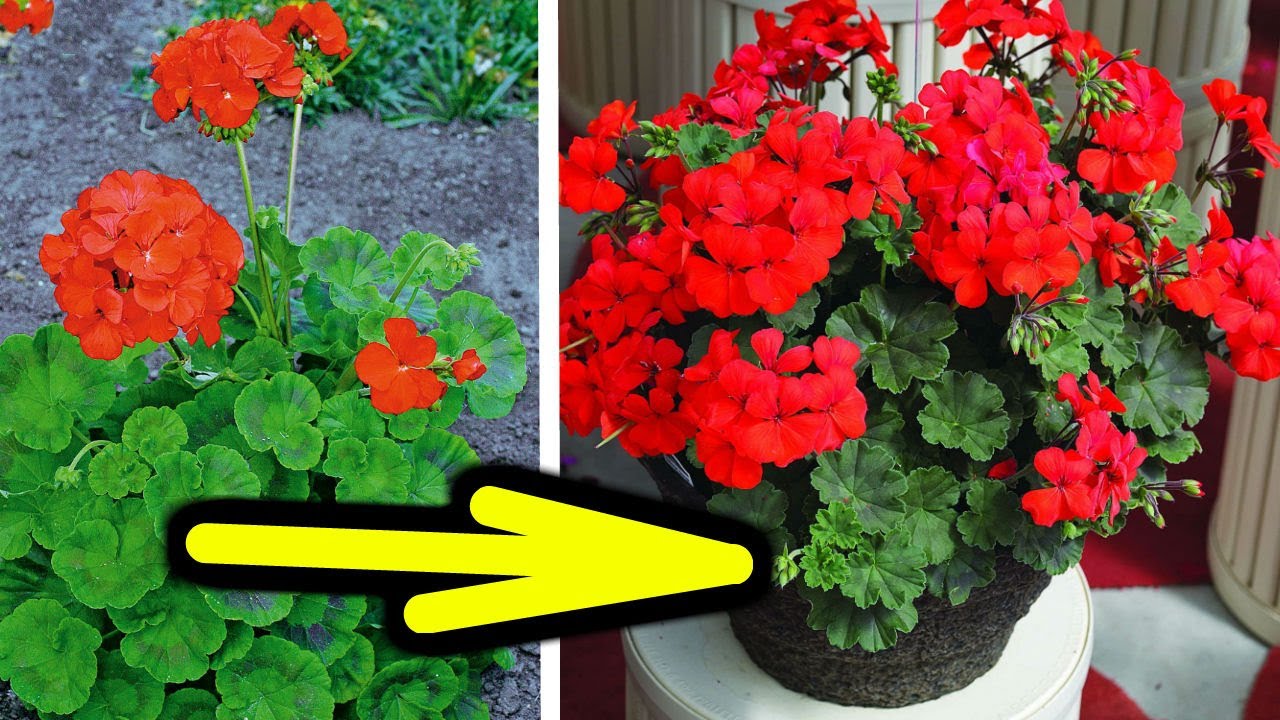 Pelargonia zakwitnie przez cały rok jak szalony. Bodziszek - uprawa, pielęgnacja, wymagania