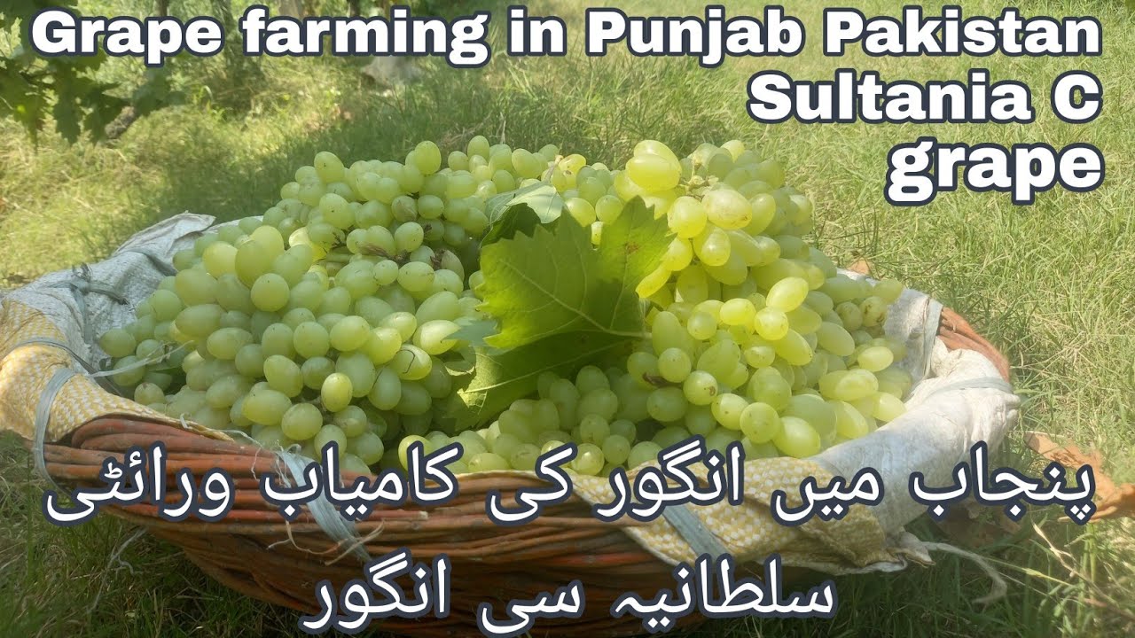 Grape farming in Punjab Pakistan|Sultania C grape garden|سلطانیہ سی انگور کا باغ #gardeningideas