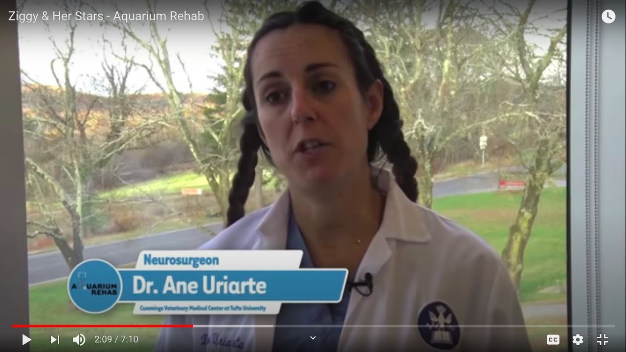 First hydrocephalus surgery in a seal by Dr Ane Uriarte