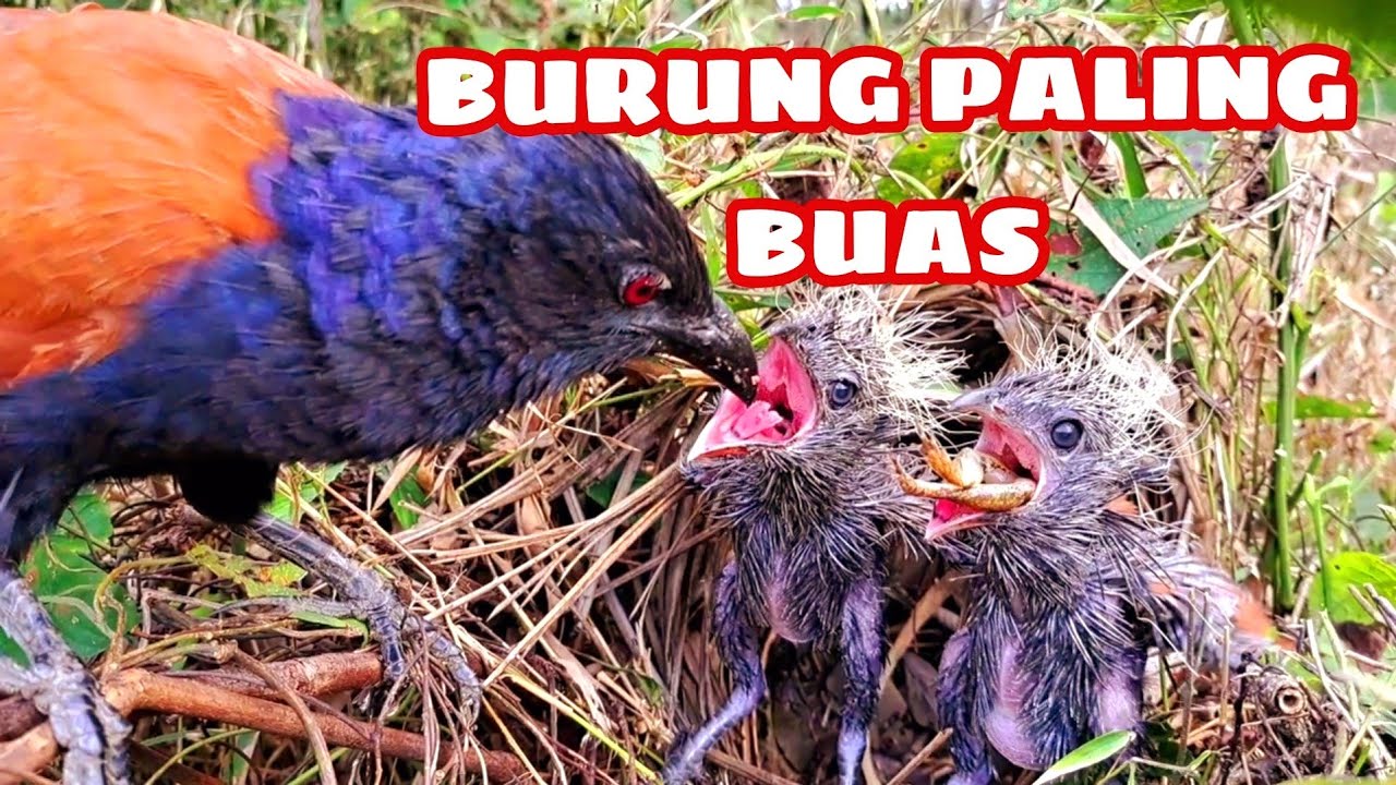 AKIRNYA JENGKEL JUGA INDUK BUBUT SUDAH DI BERI KATAK BESAR KE 3 ANAKNYA MASIH MERENGEK