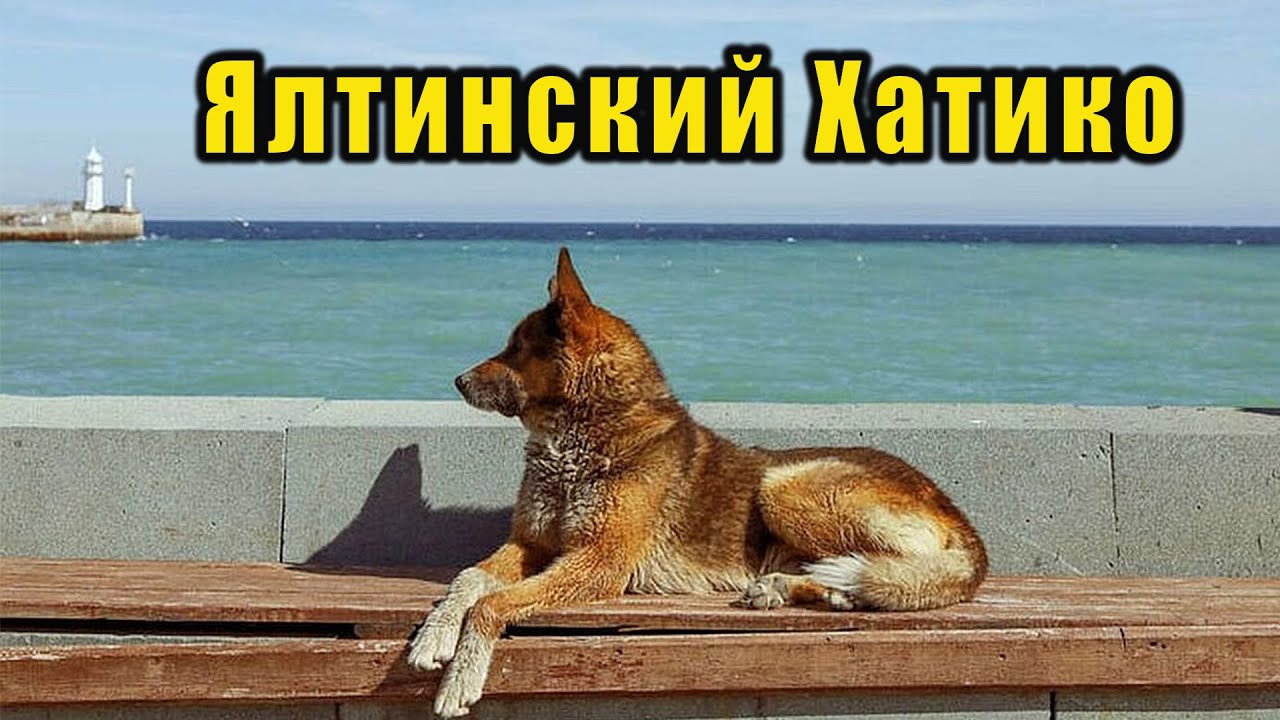 В Ялте установили памятник Мухтару. Он, как и Хатико много лет ждал своего хозяина. Крым сегодня.