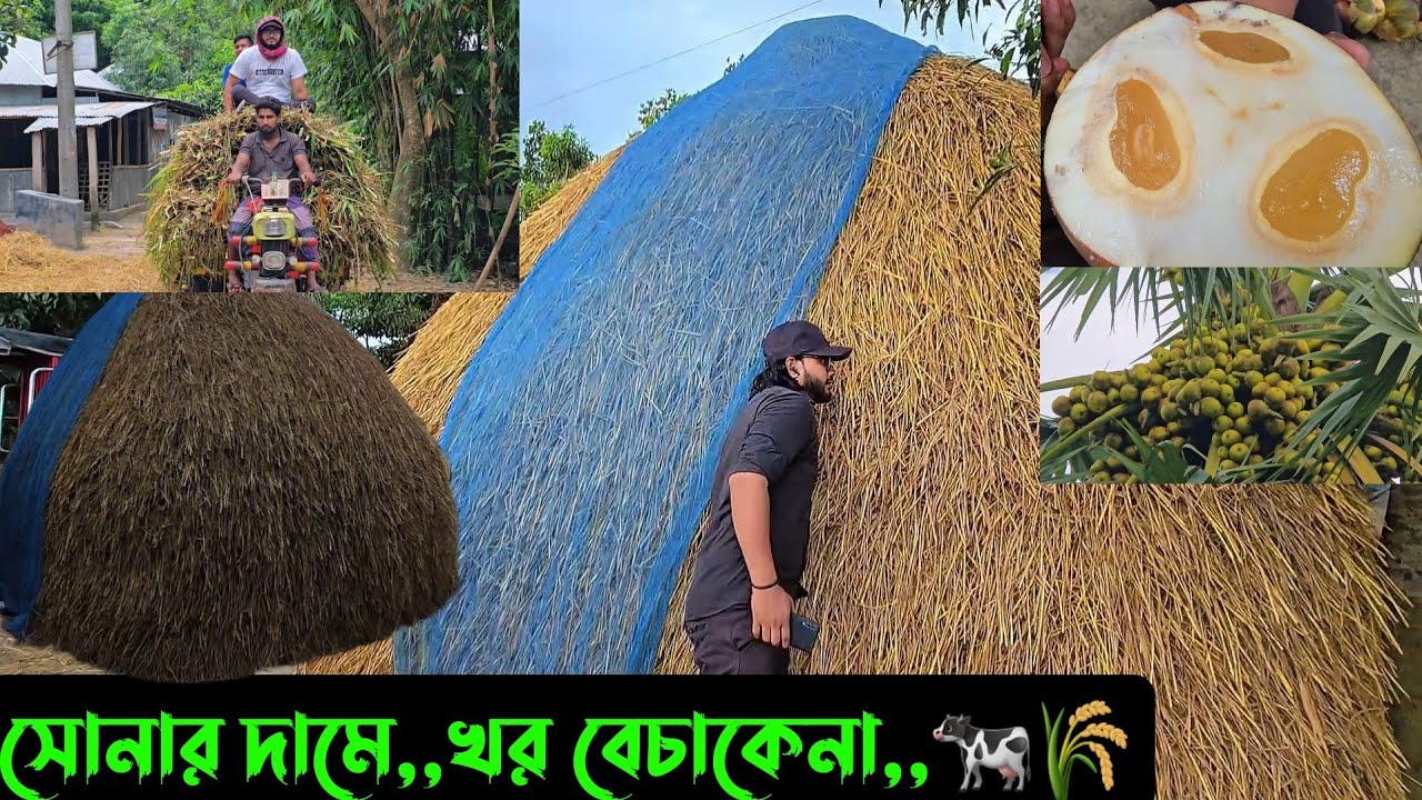 সোনার দামে,,খর বেচাকেনা,,🐄🌾