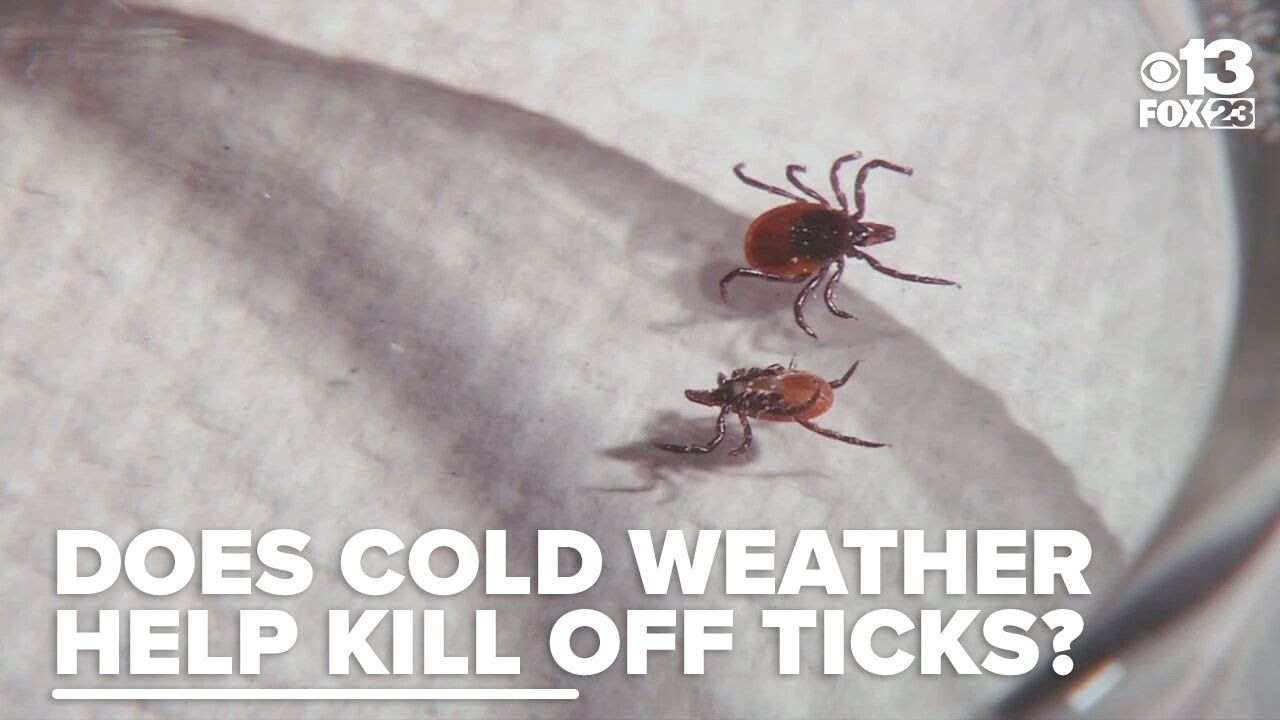 Will Maine's frigid winter and drought mean fewer ticks this spring?