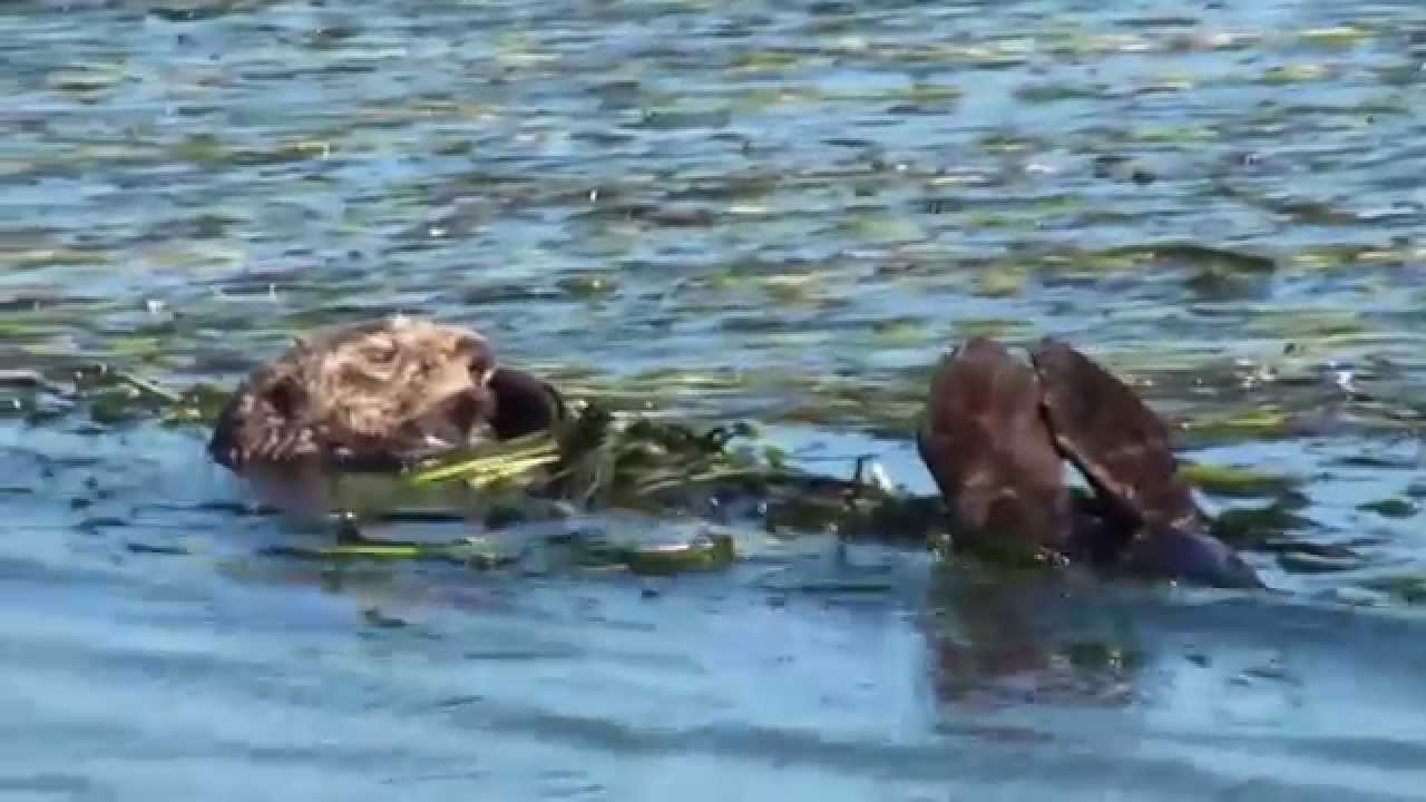 The Sea Otters and Wildlife of Elkhorn Slough