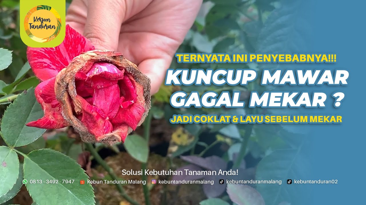 Kuncup Mawarku Gagal Mekar?! Ini Rahasianya Biar Nggak Coklat & Layu Sebelum Mekar!