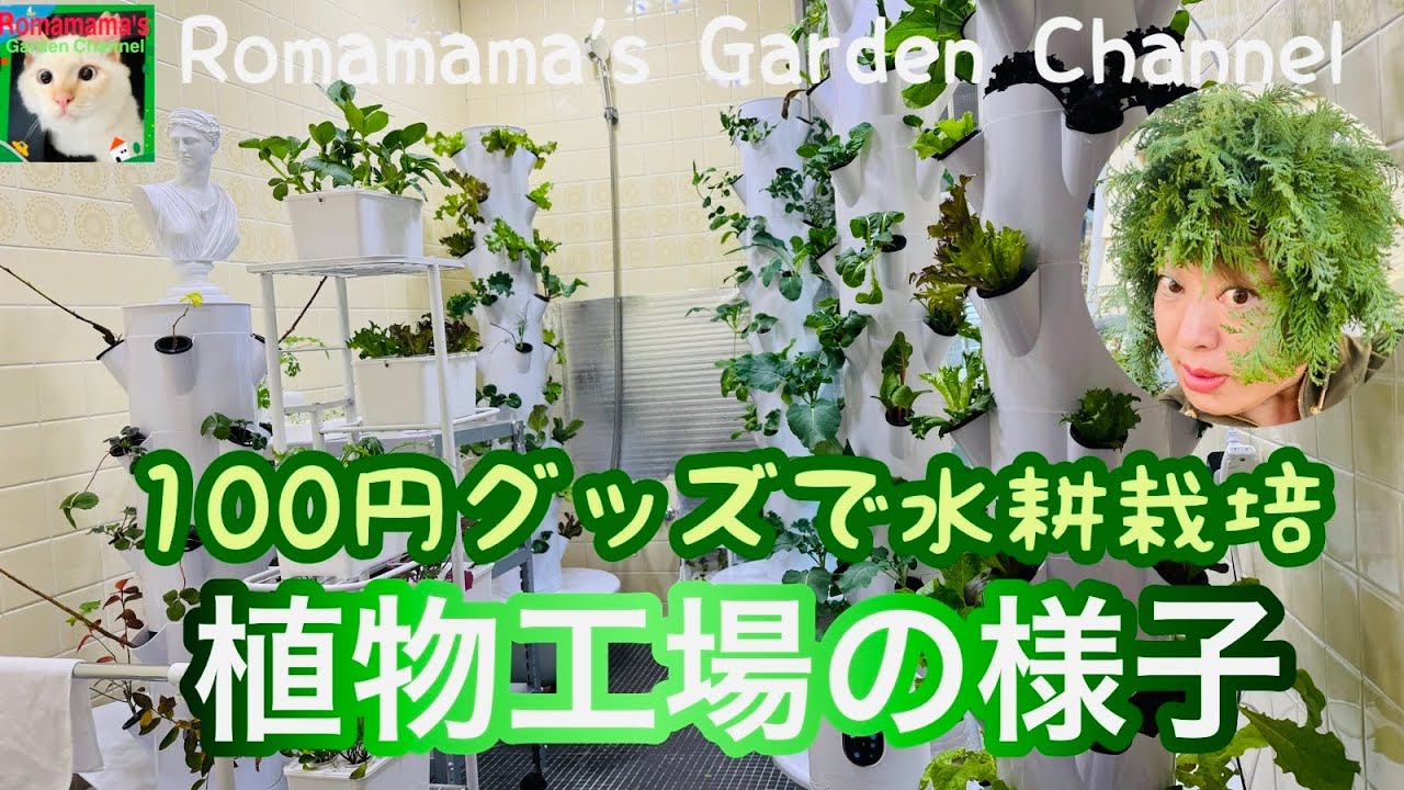 【水耕栽培】土は使いません！100円グッズで簡単に水耕栽培でやさいづくり　植物工場の様子　#野菜作り  #hydroponics