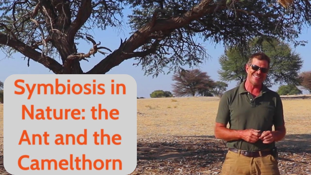 Symbiosis in Nature: the Ant and the Camelthorn