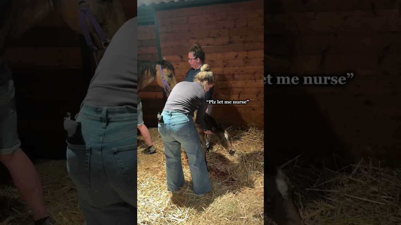Horse nursing - not as easy as I thought! #horsebreeding #horsetok #equestrian #westernriding