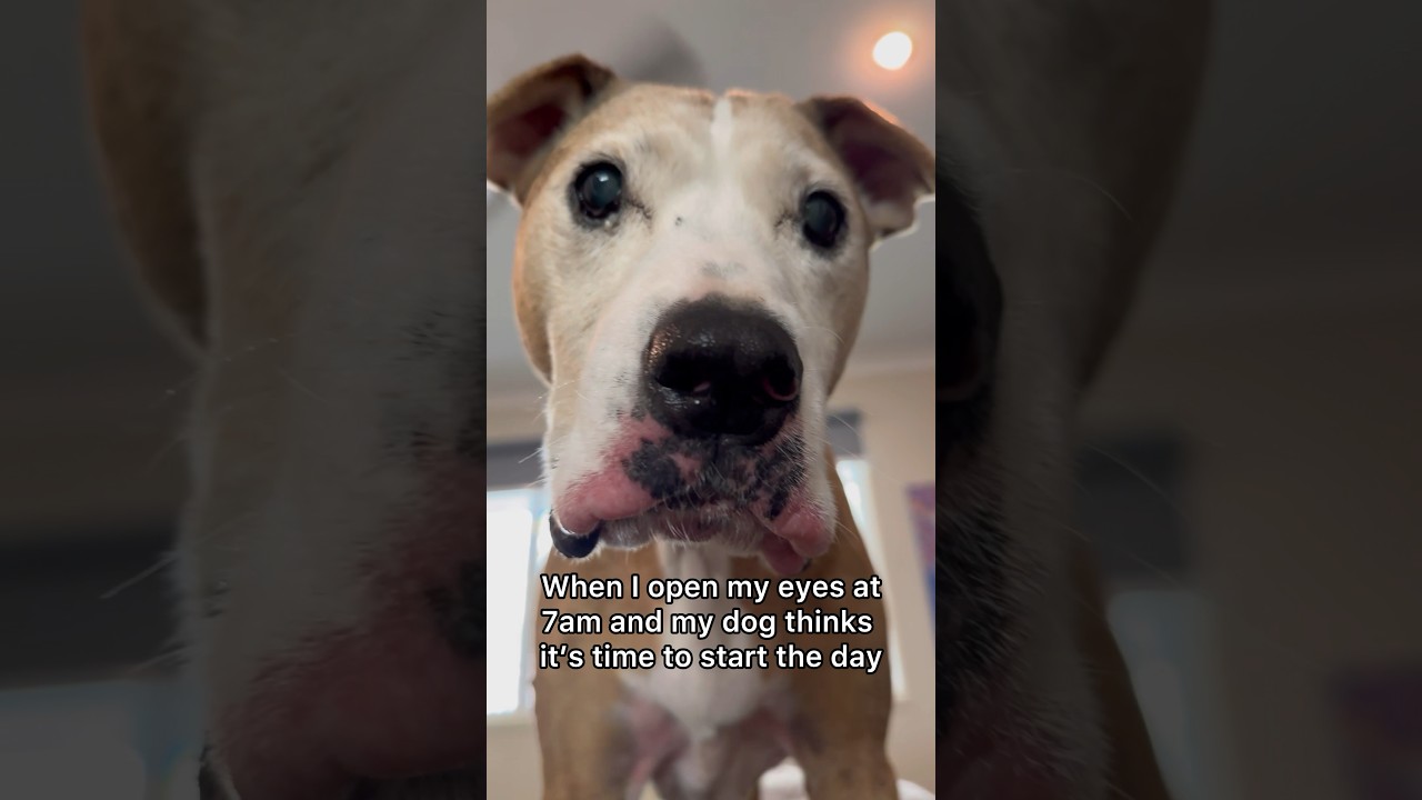 My Dog is the BEST Alarm Clock! 🐾⏰