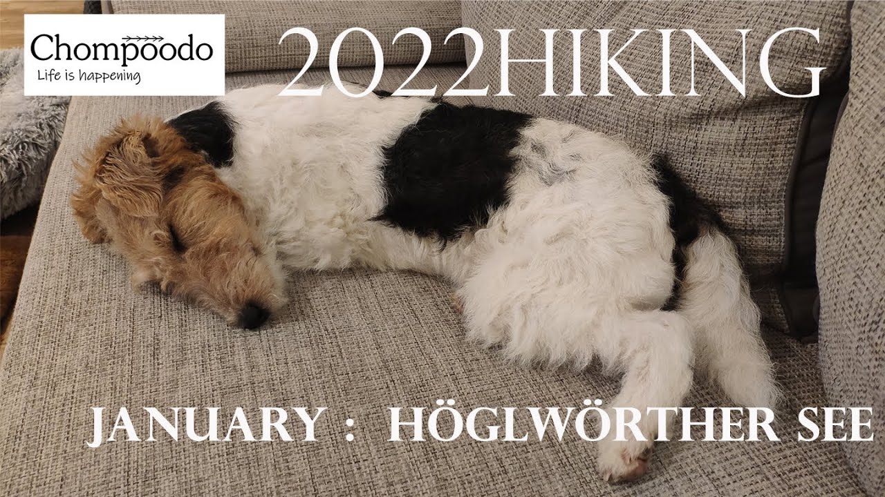 Hiking with a 7-month-old wire fox terrier: Höglwörther See