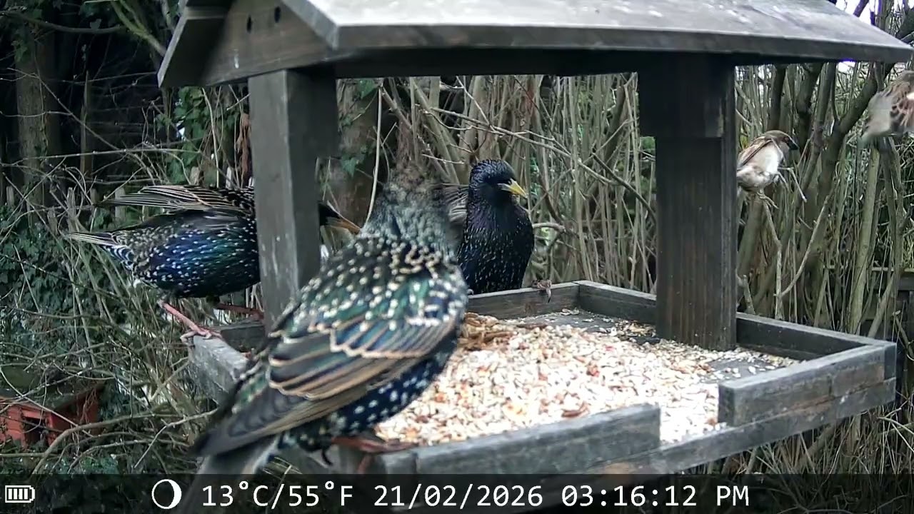 Garden birds sat 21st 