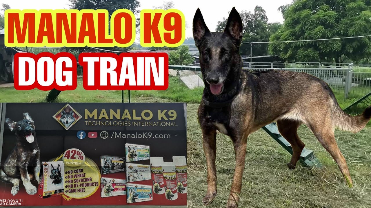 K9 DOGS NI BOSS MANALO 😊SOLID MGA ASO NI BOSS MANALO ANG LALAKE 😊