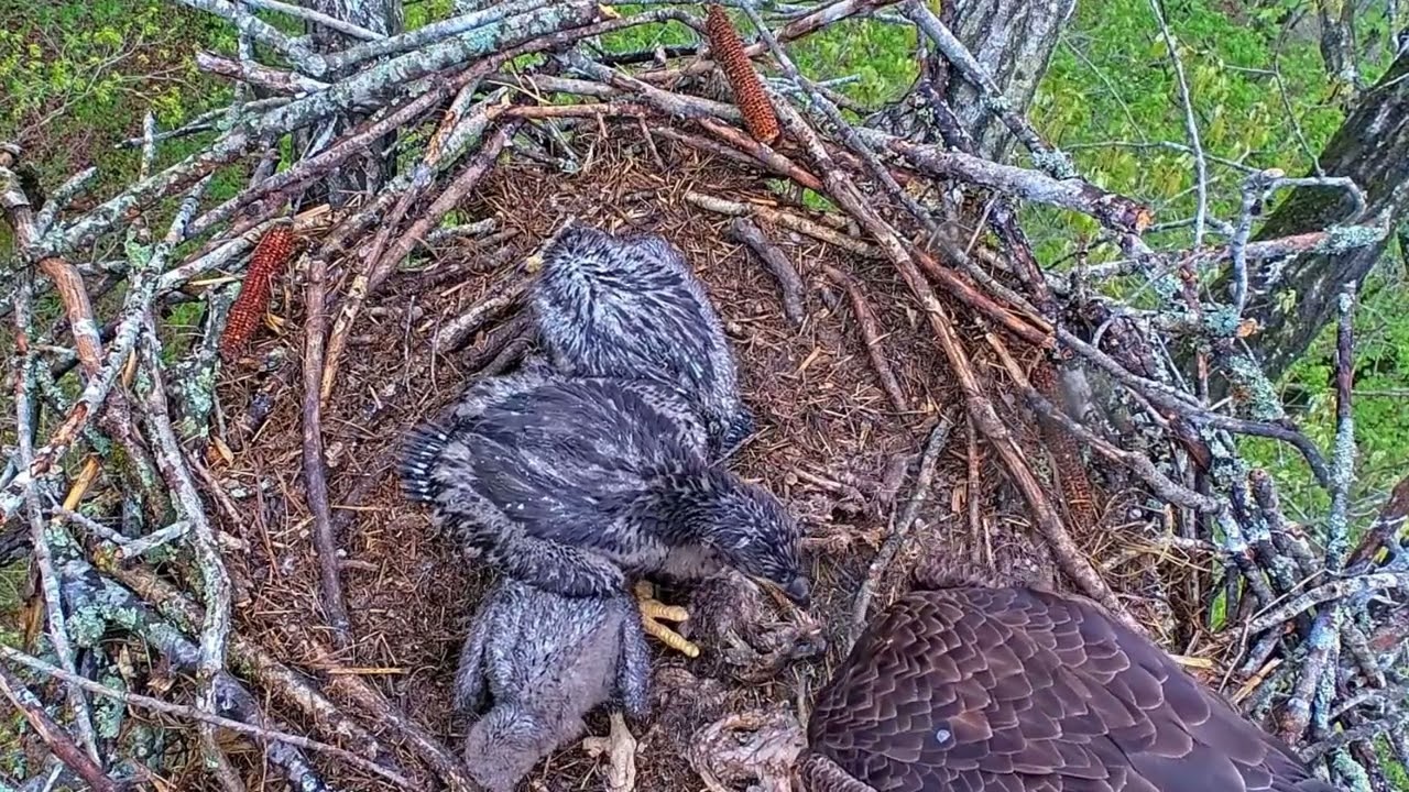 EP#395 #baldeagle Review birds in nest with nature #birdslovers #birdsounds #birdsnest #wildbirds