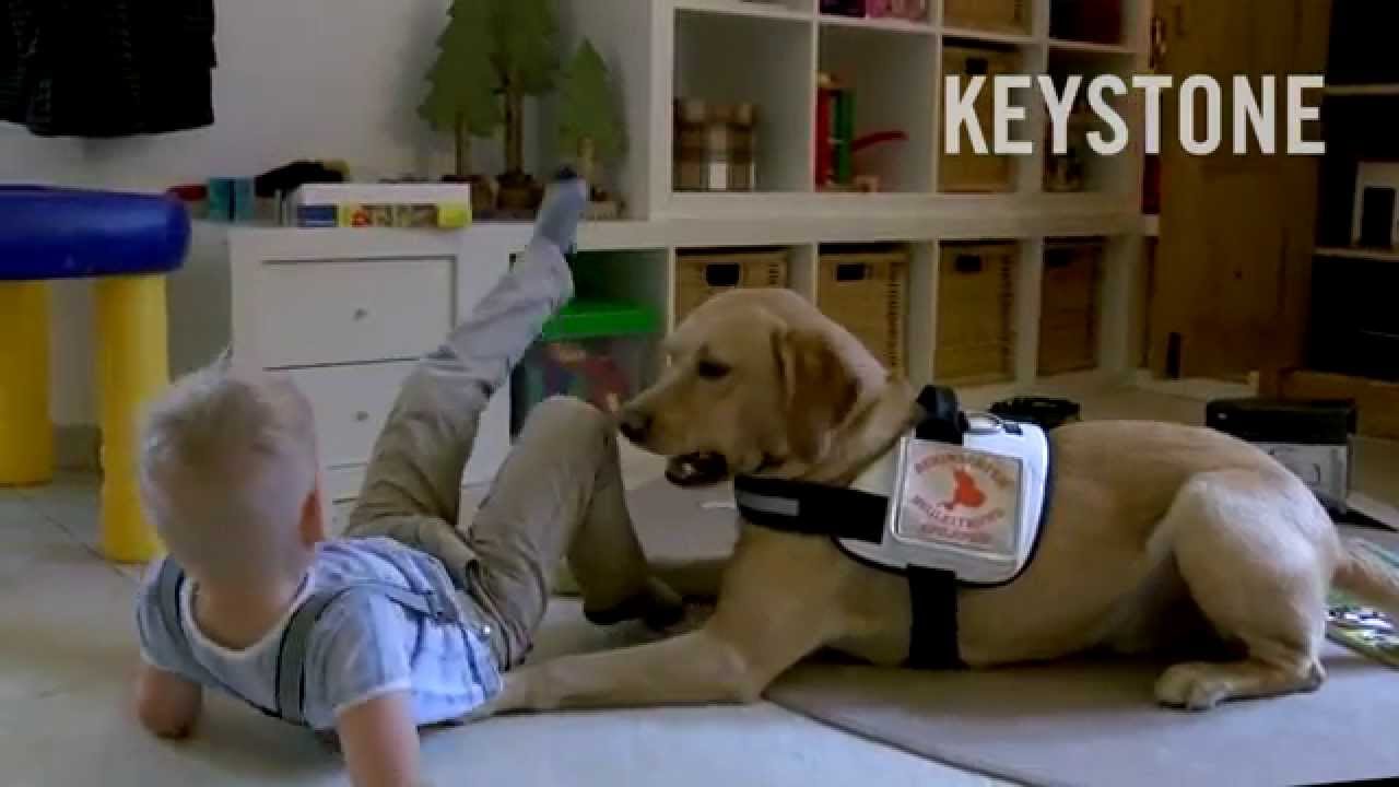 Epilepsiehund Kalle rettet Leben - Epilepsie - Therapie - Hilfe - Epidogs for Kids