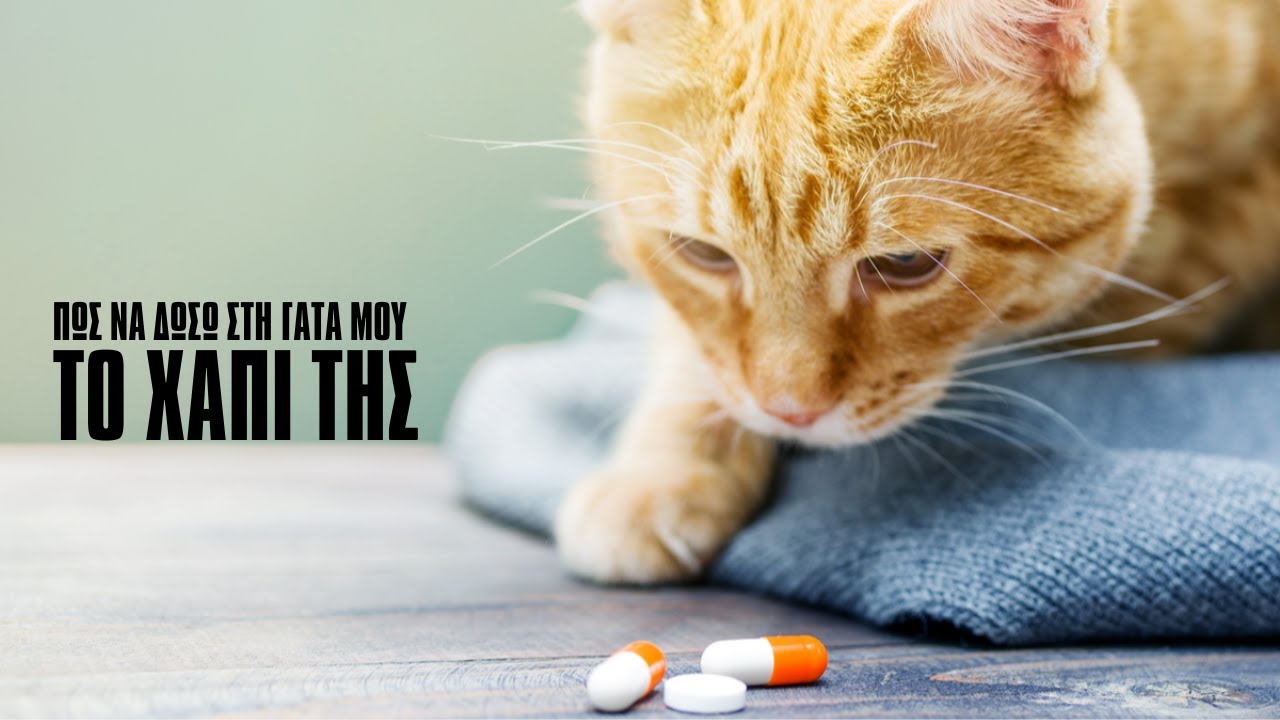 Πως να δωσω χαπι σε γατα (στην πράξη)
