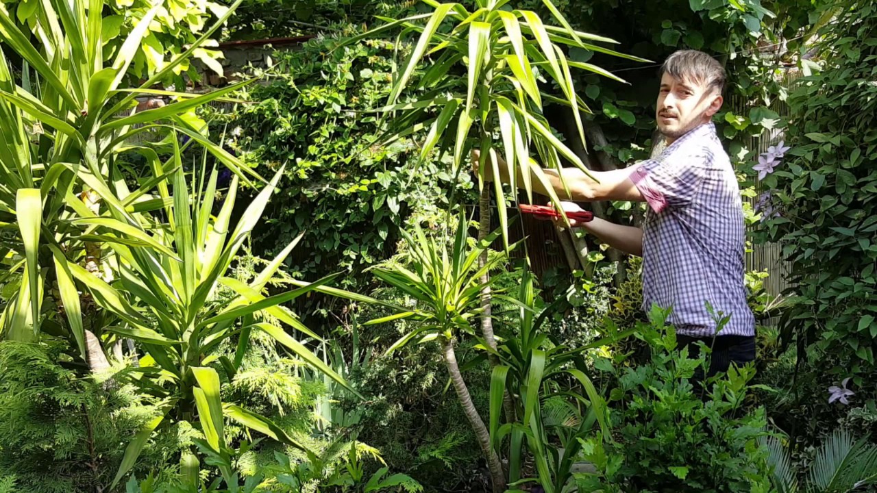 Tăierea plantelor mari de Yucca & Dracaena