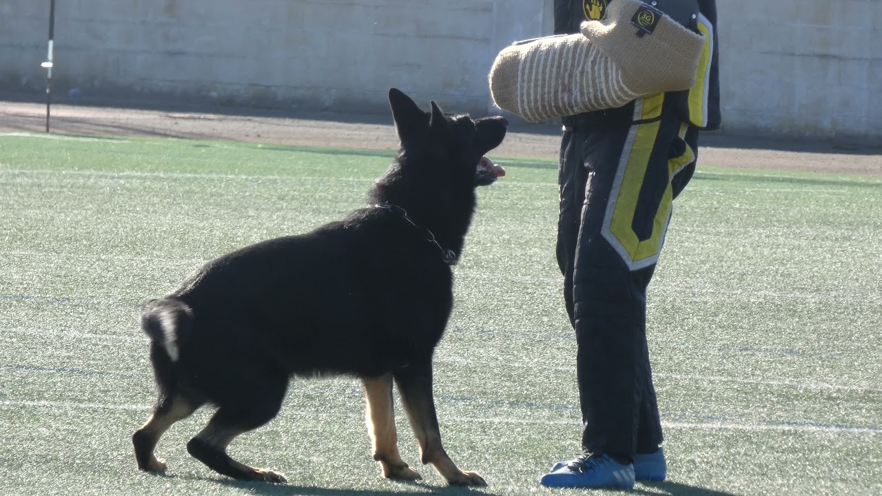 RSV2000 II CAMPEONATO ESPAÑA  ANTONIO NUÑEZ & BRUS GIBO DOG  C 95