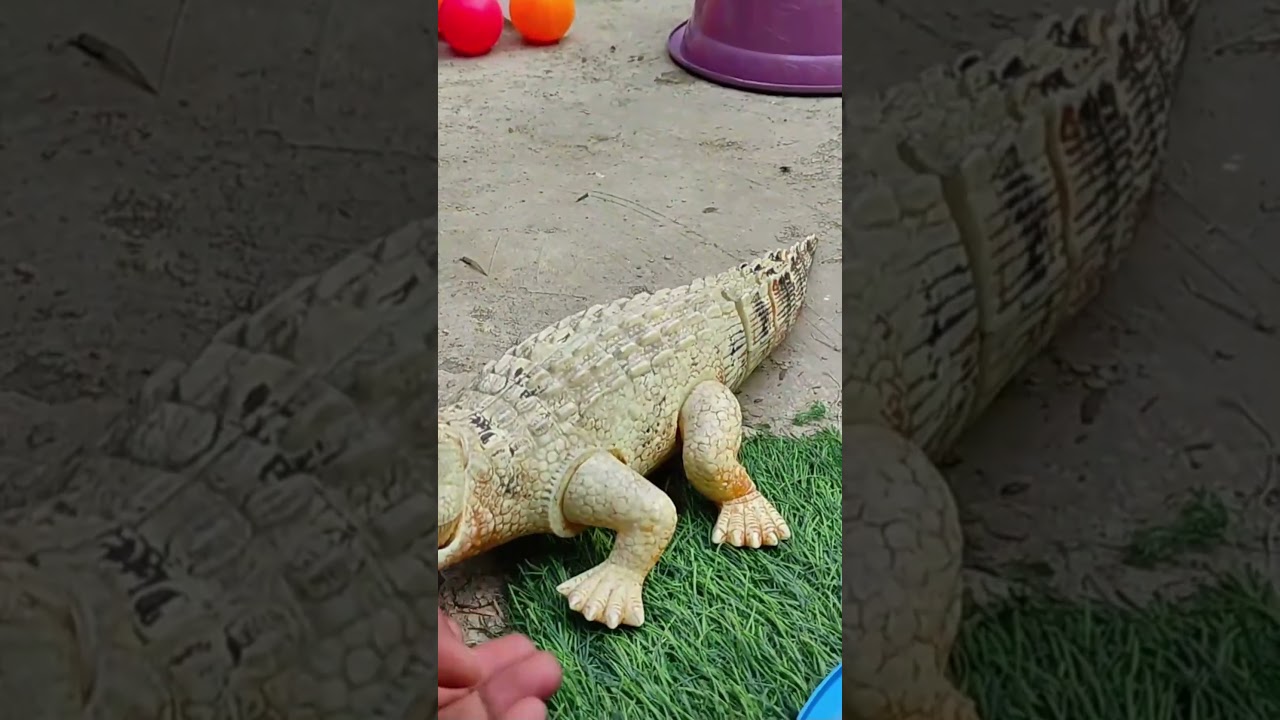 Playful Chicks in Action = Joy Level MAX!