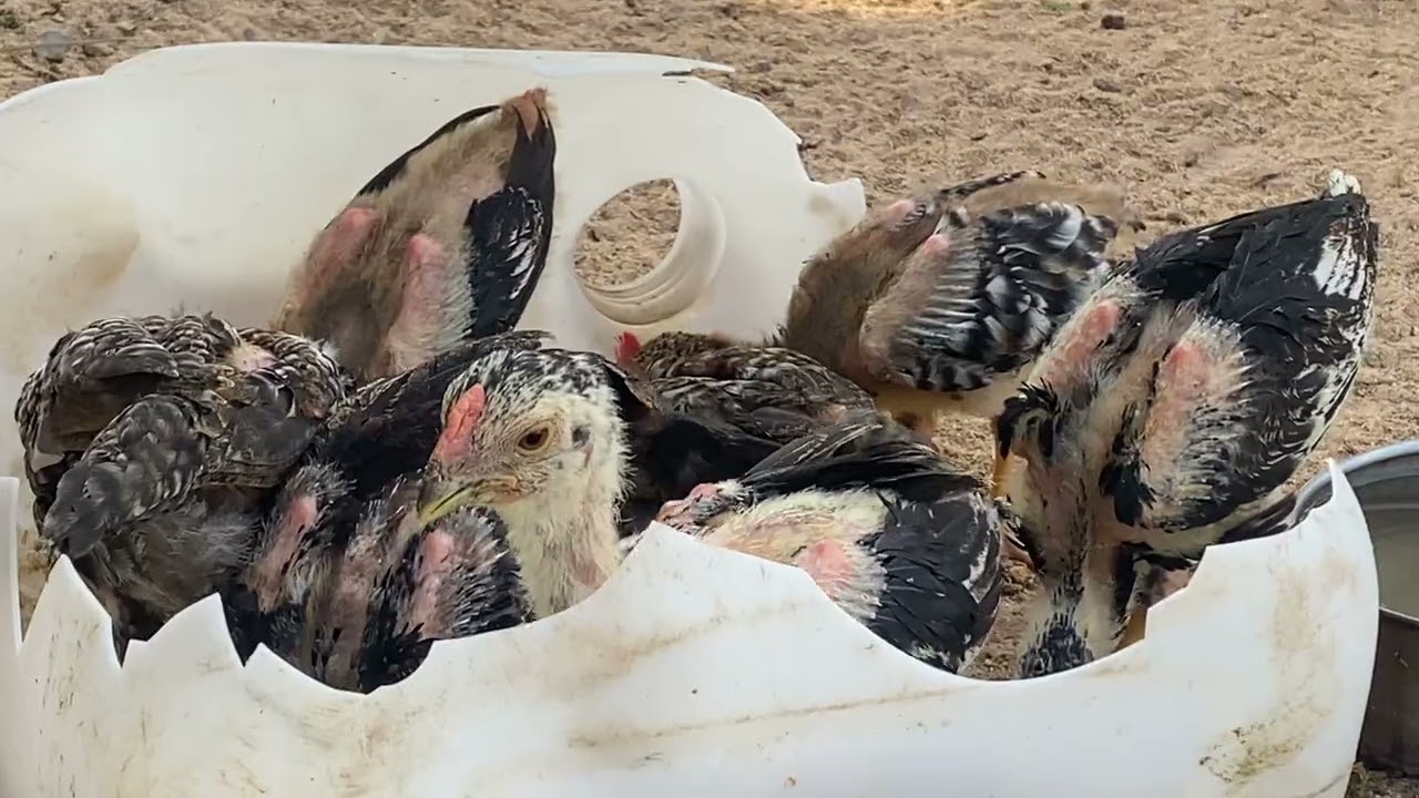 គ្រួសារមាន់មកទៀតហើយ 🐓🐓