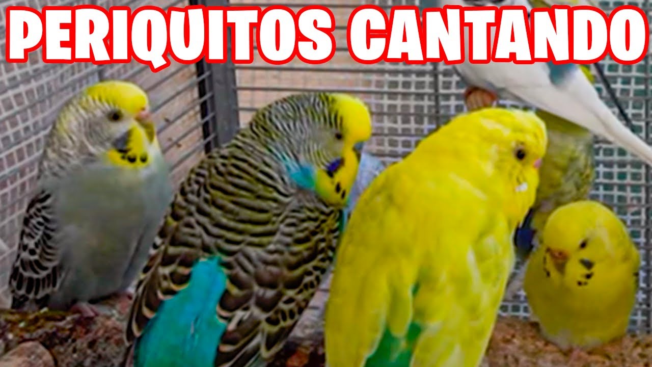 PERIQUITOS CANTANDO