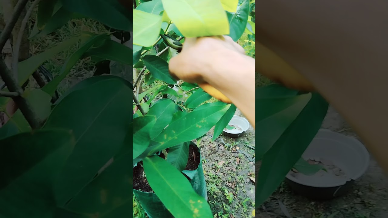 cara memperbesar batang dan cabang tabulampot jambu madu.