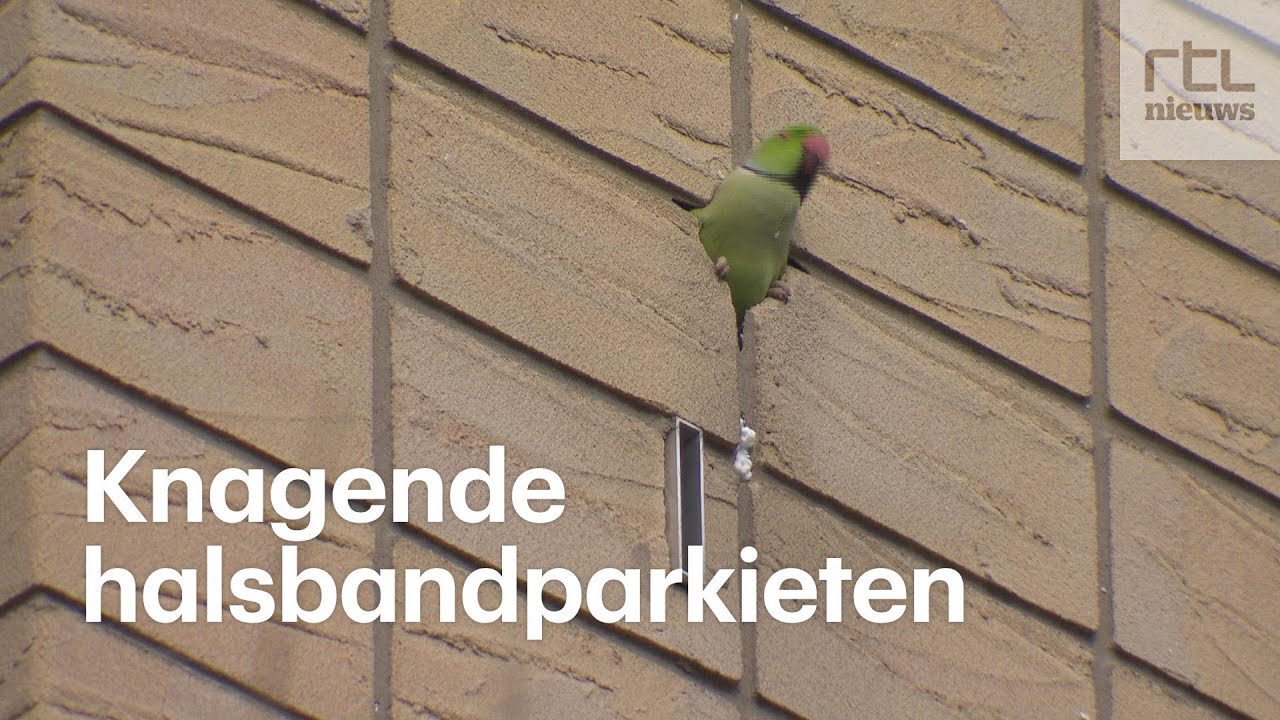 Tropische halsbandparkieten slopen gevels in Amsterdam