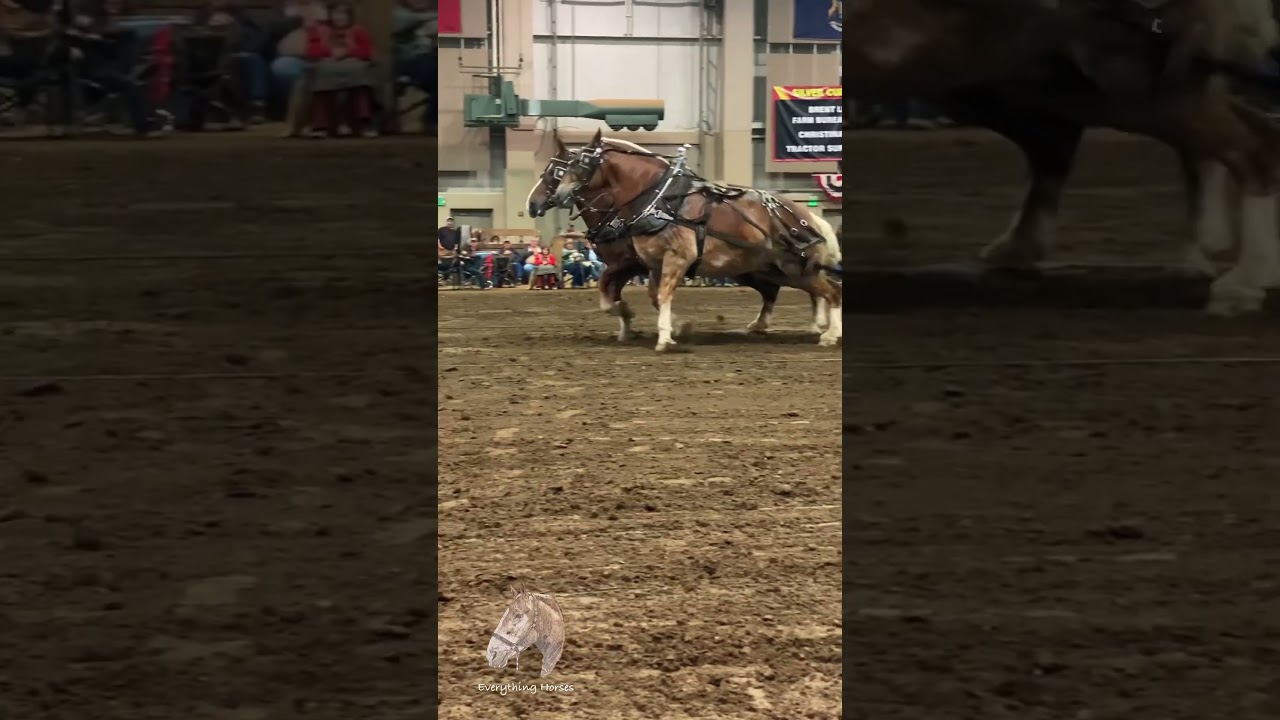 One of the best teams #horse #belgian #pulls