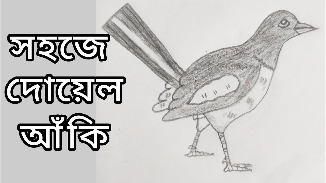 সহজে দোয়েল পাখি আঁকি | How to draw Magpai | art in lines