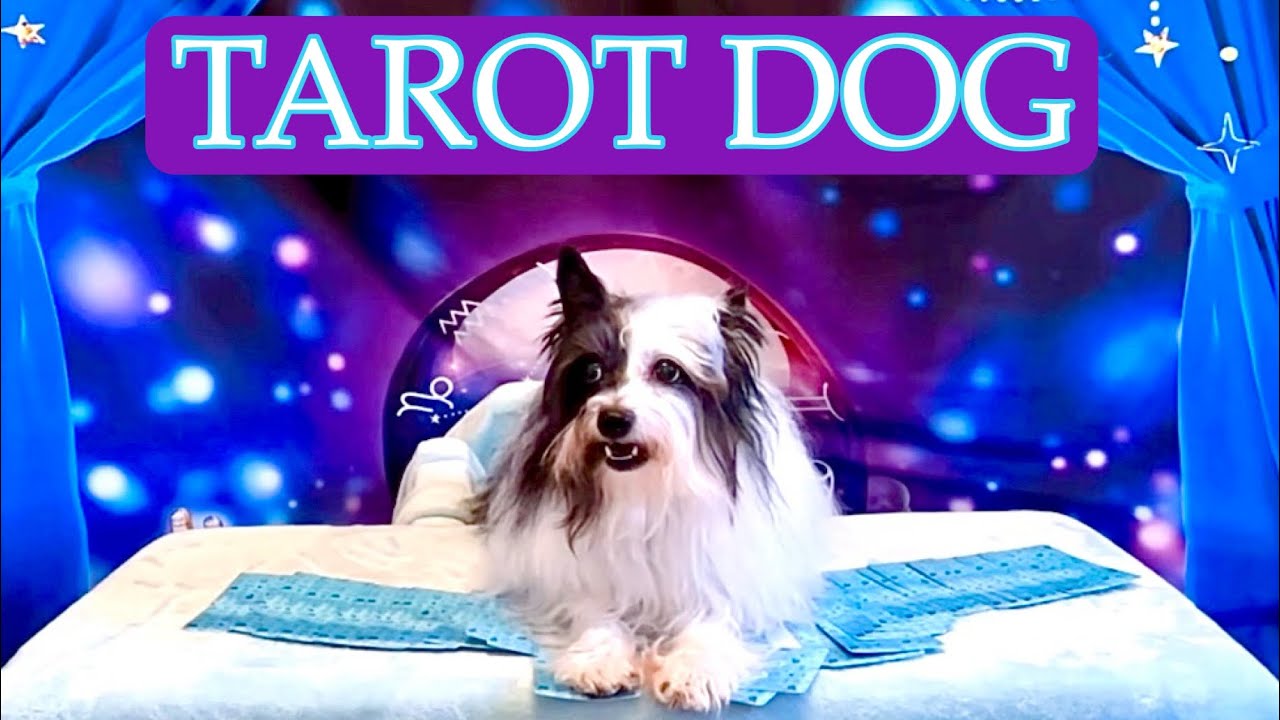 Tarot Dog Has Surprising Message For You!