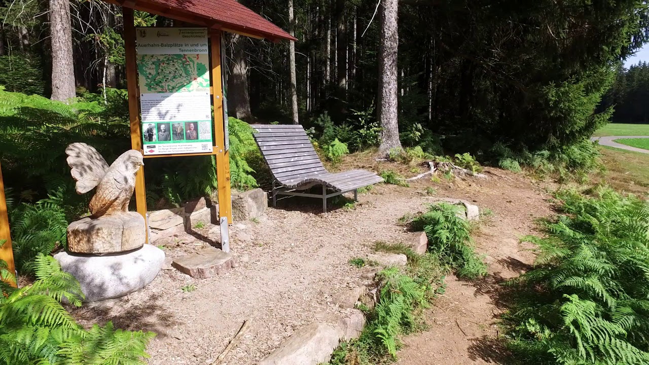 Auerhahn Wanderweg Tennenbronn