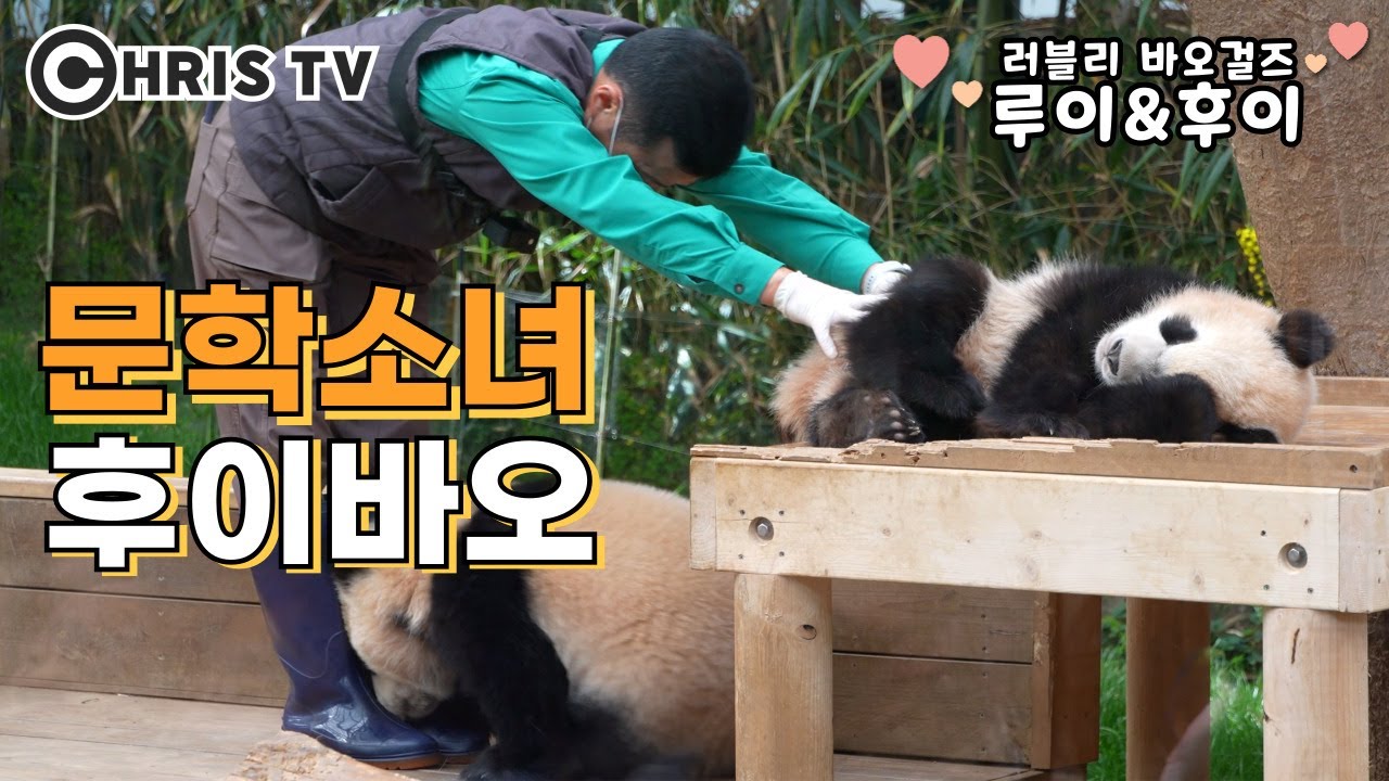 ❣️러블리 바오걸즈❣️문학소녀 후이바오의 거침없는 필체🤣#판다월드 #쌍둥이 #판다 #루이바오 #후이바오 #크리스티비 #Rui #Hui #ChrisTV #20240317
